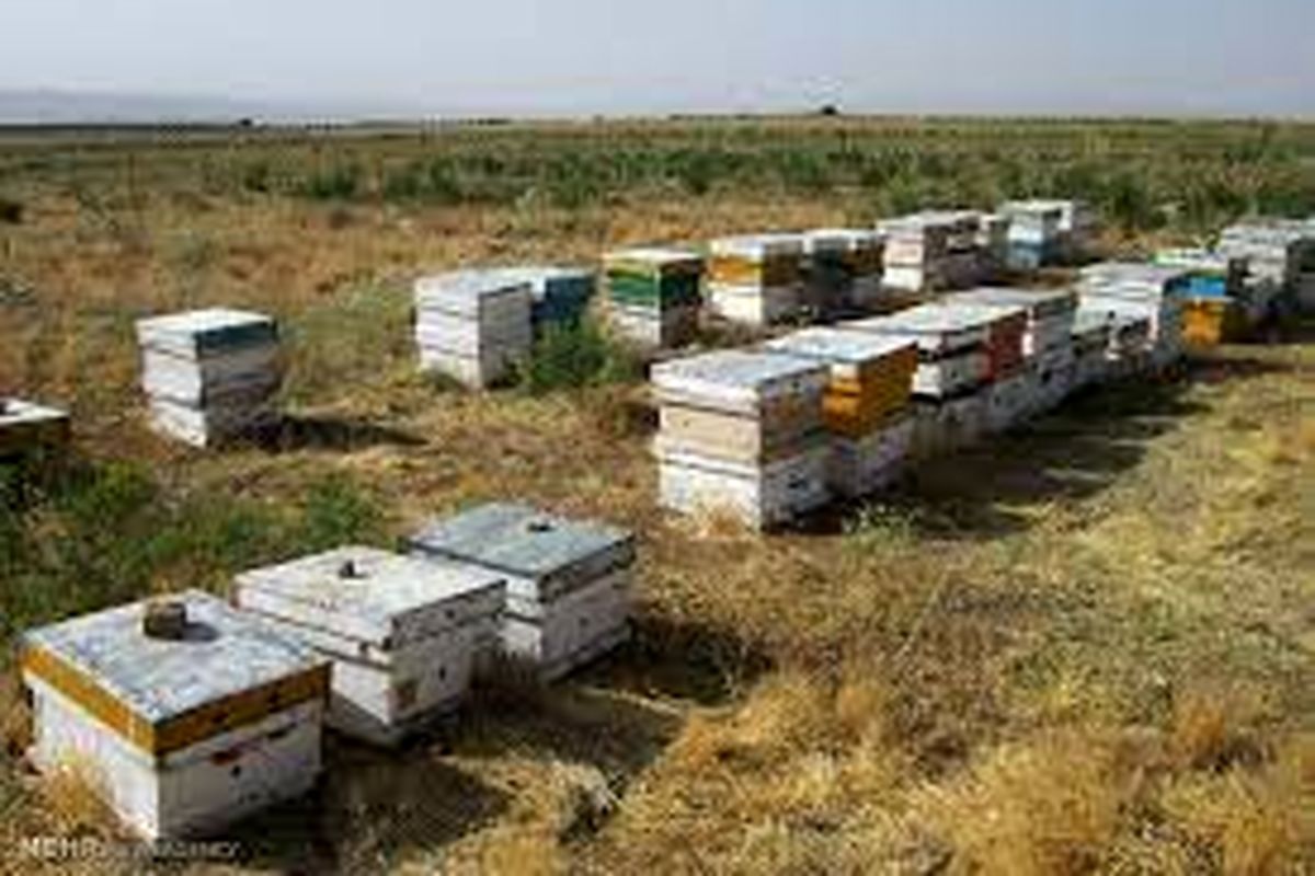 مهاجرت زنبورداران خراسان شمالی به مناطق جنوب کشور افزایش یافت