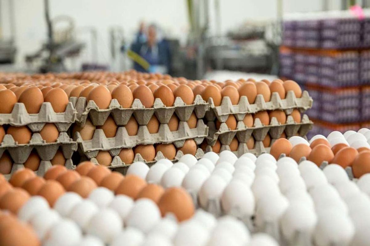 توزیع ۱۰۰تن تخم مرغ وارداتی برای ایجاد تعادل در بازار آذربایجان‌غربی / قیمت مصرف کننده: عددی ۱۵۰۰تومان