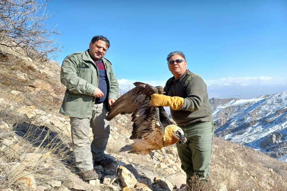 نجات یک بهله "هما" در کوههای شمالی زنجان