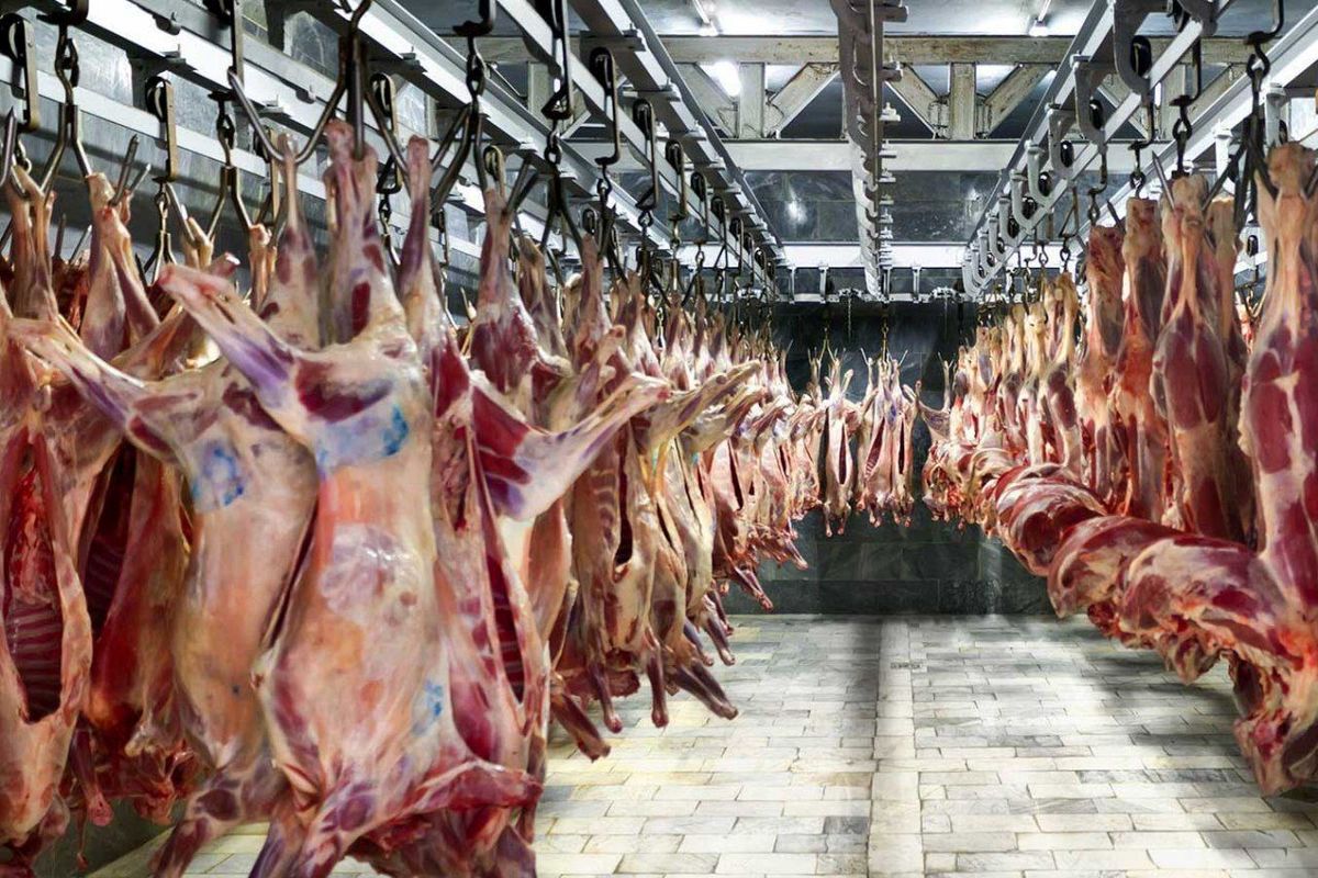 رشد ۲۸ درصدی عرضه گوشت قرمز در کشتارگاه‌ها