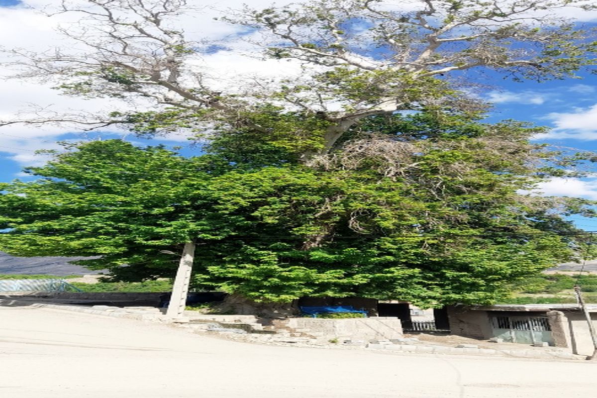 درختان چنار کهنسال شهر «بار» در فهرست آثار ملی ایران ثبت شد