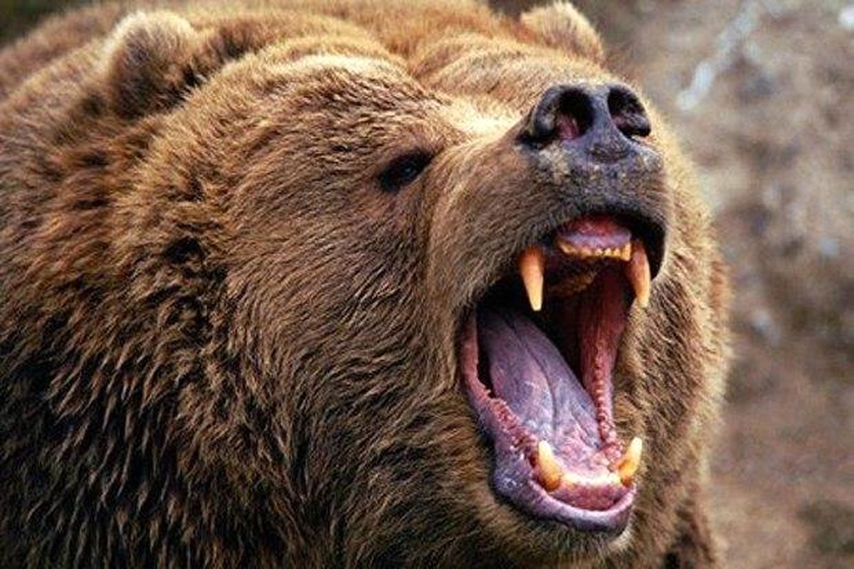حمله خرس به یک چوپان