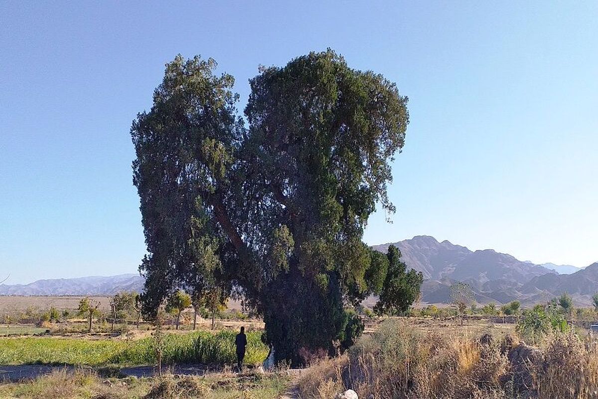 ثبت درخت سرو نوش کهنسال گناباد در فهرست آثار ملی ایران