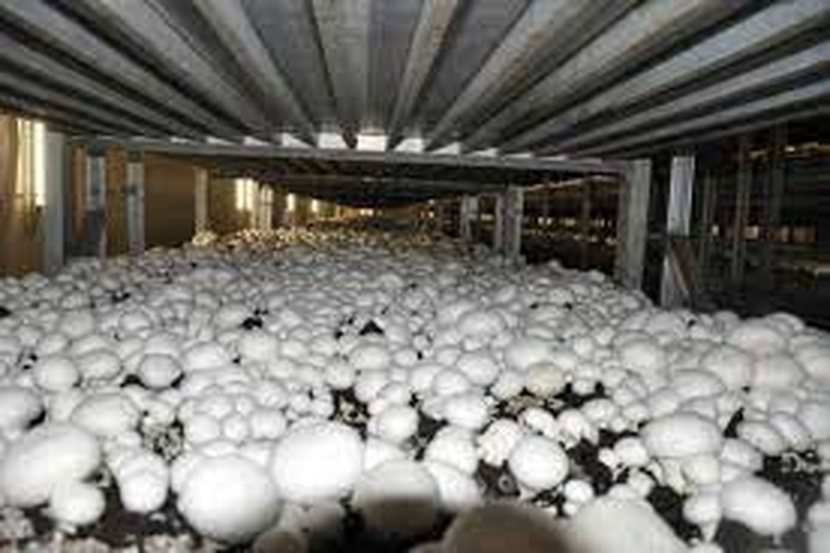 ۳۴۰ تن قارچ در خراسان شمالی تولید شد