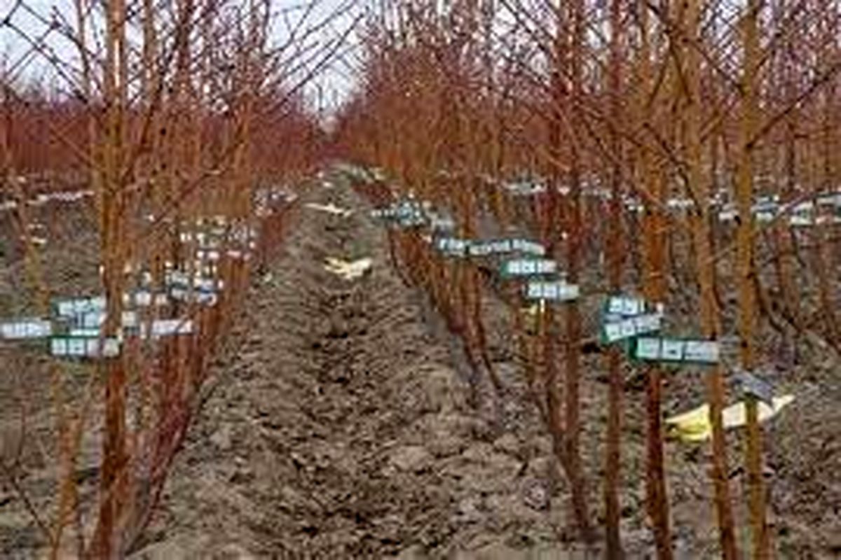۳۵۰ هزار اصله نهال میوه در خراسان شمالی تولید شد