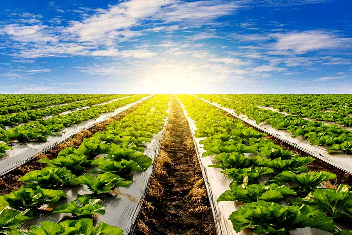 راهنمای خرید نایلون مالچ درجه یک