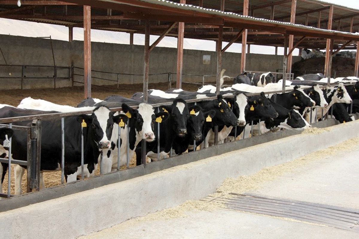تولید ٢ میلیون تن شیر گاو در دامداری‌های کشور