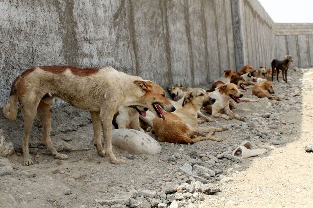 زنده گیری و جمع آوری ۱۷۵ قلاده سگ در جنوب غرب تبریز