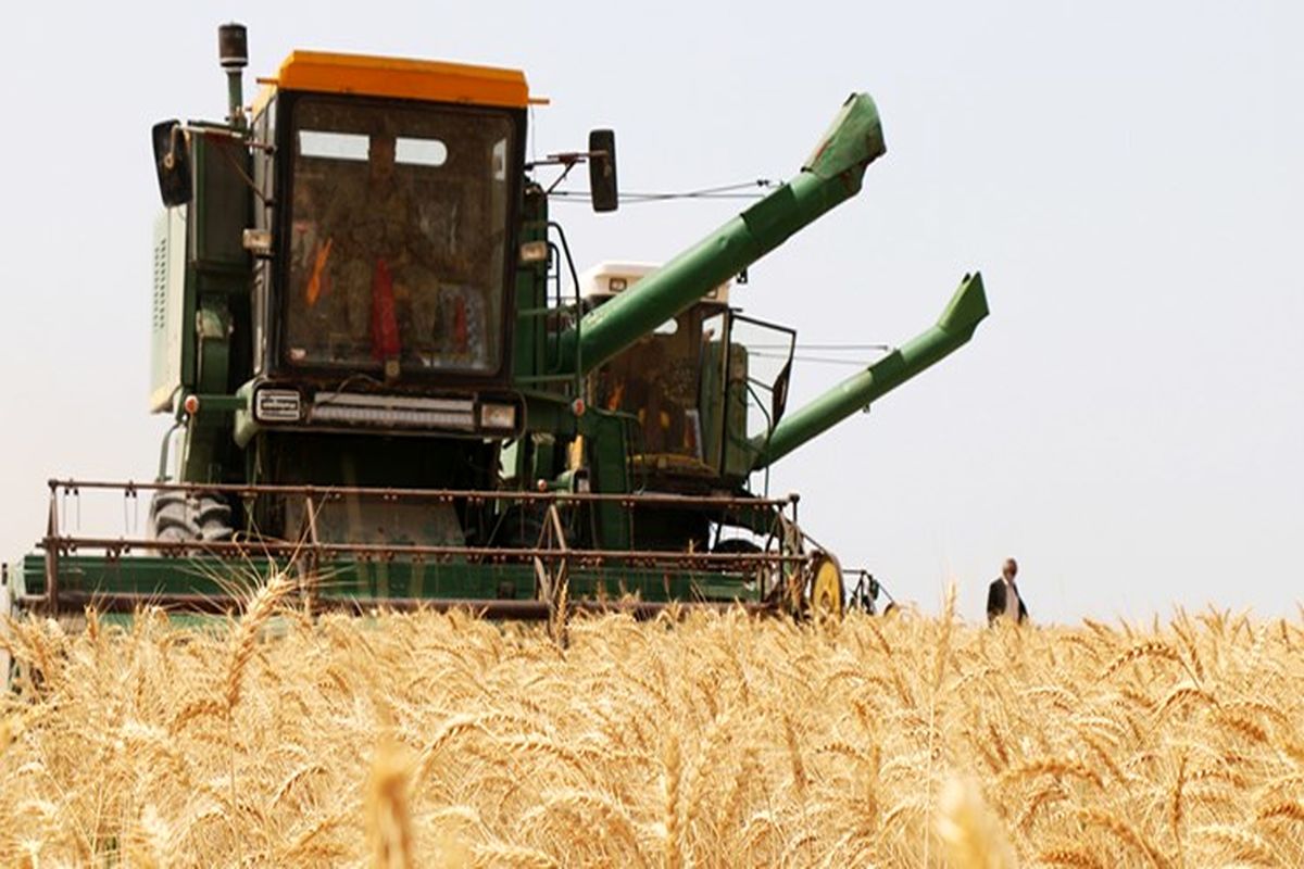 پیش بینی برداشت ۴۰ هزار تن گندم از مزارع کشاورزی شادگان