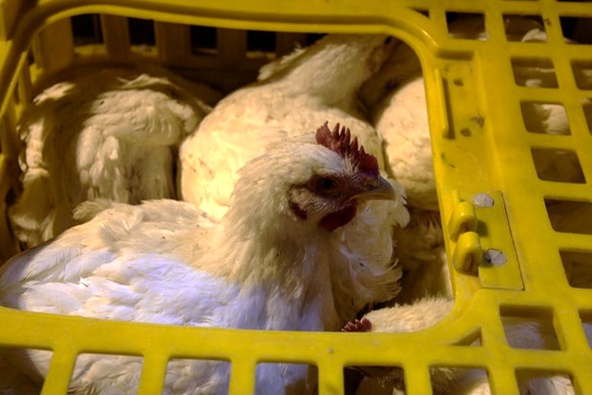 کشف هزار و ۵۰۰ قطعه مرغ زنده توسط پلیس میناب