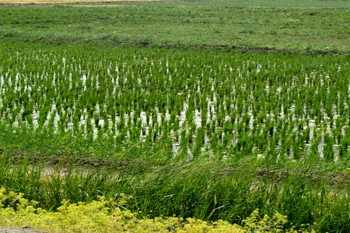 ممنوعیت کاشت محصولات آبدوست در لرستان