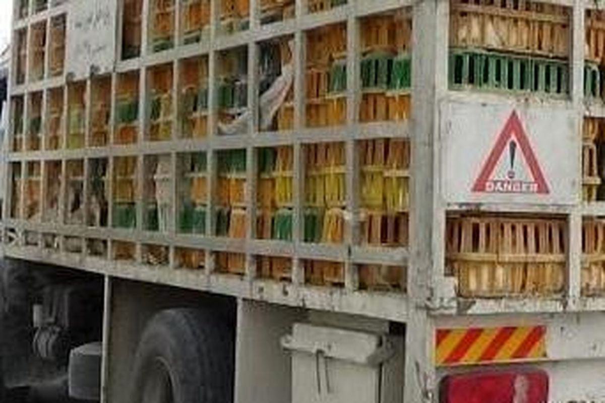 توقیف یک هزار و ۶۸۰ قطعه مرغ زنده قاچاق و بدون مجوز بهداشتی در زاهدان
