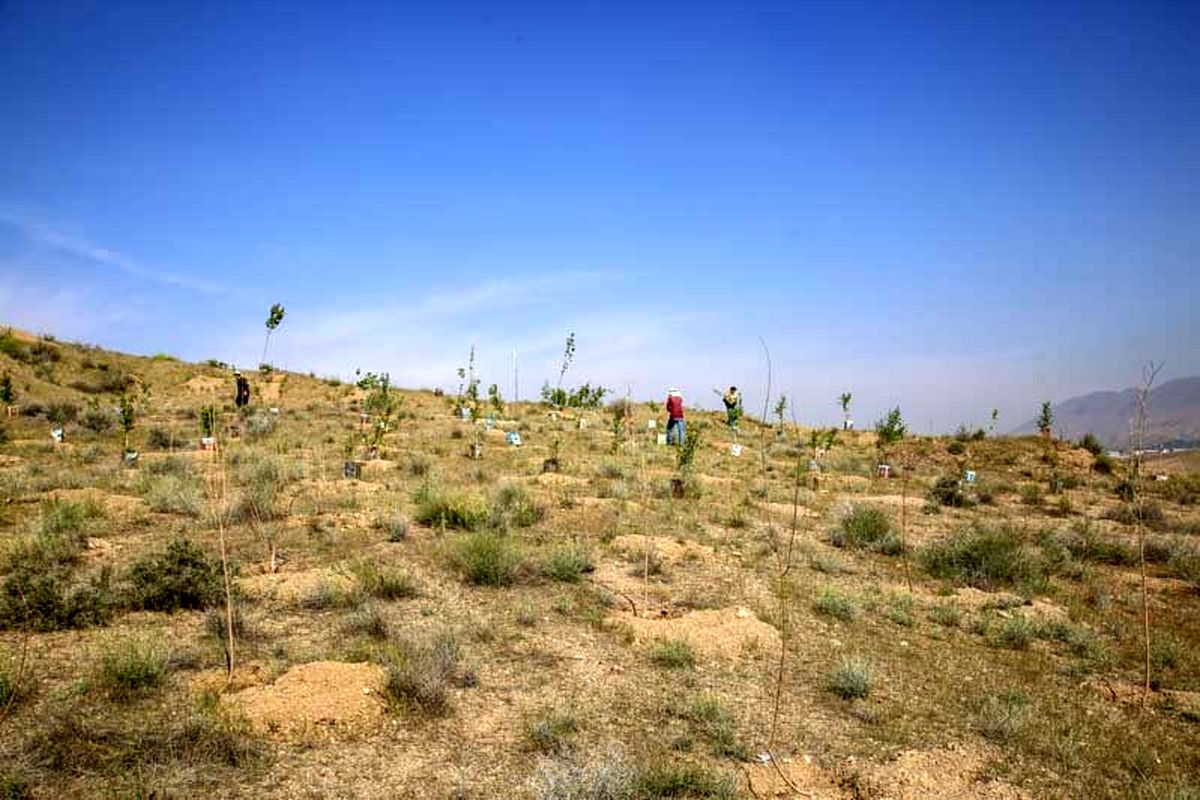 ۴۰۰ هکتار اراضی "باغستان" جنگل‌کاری شد/ افزایش ۳ متری سرانه فضای سبز شهر کرج