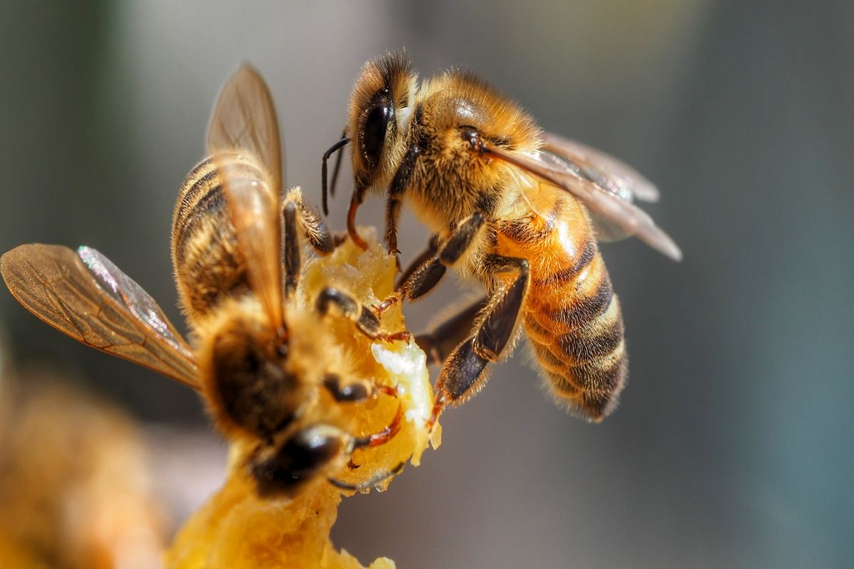 زنبورهای عسل به کمک تشخیص سریع کرونا می‌آیند