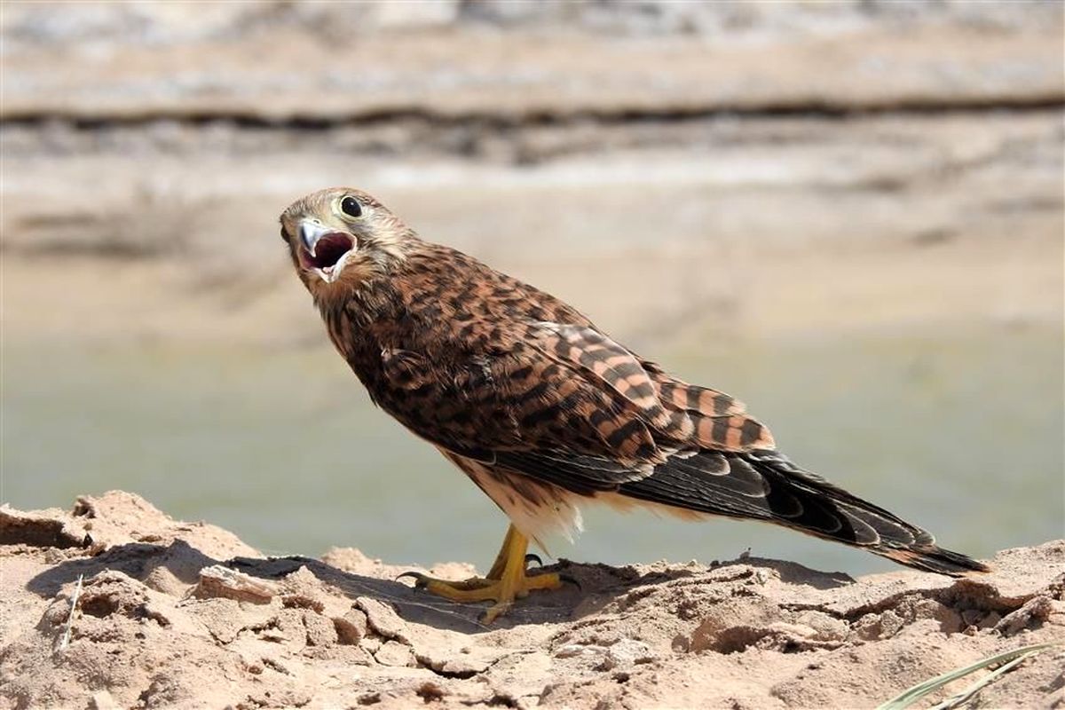 تحویل یک بهله پرنده شکاری به محیط زیست نهاوند