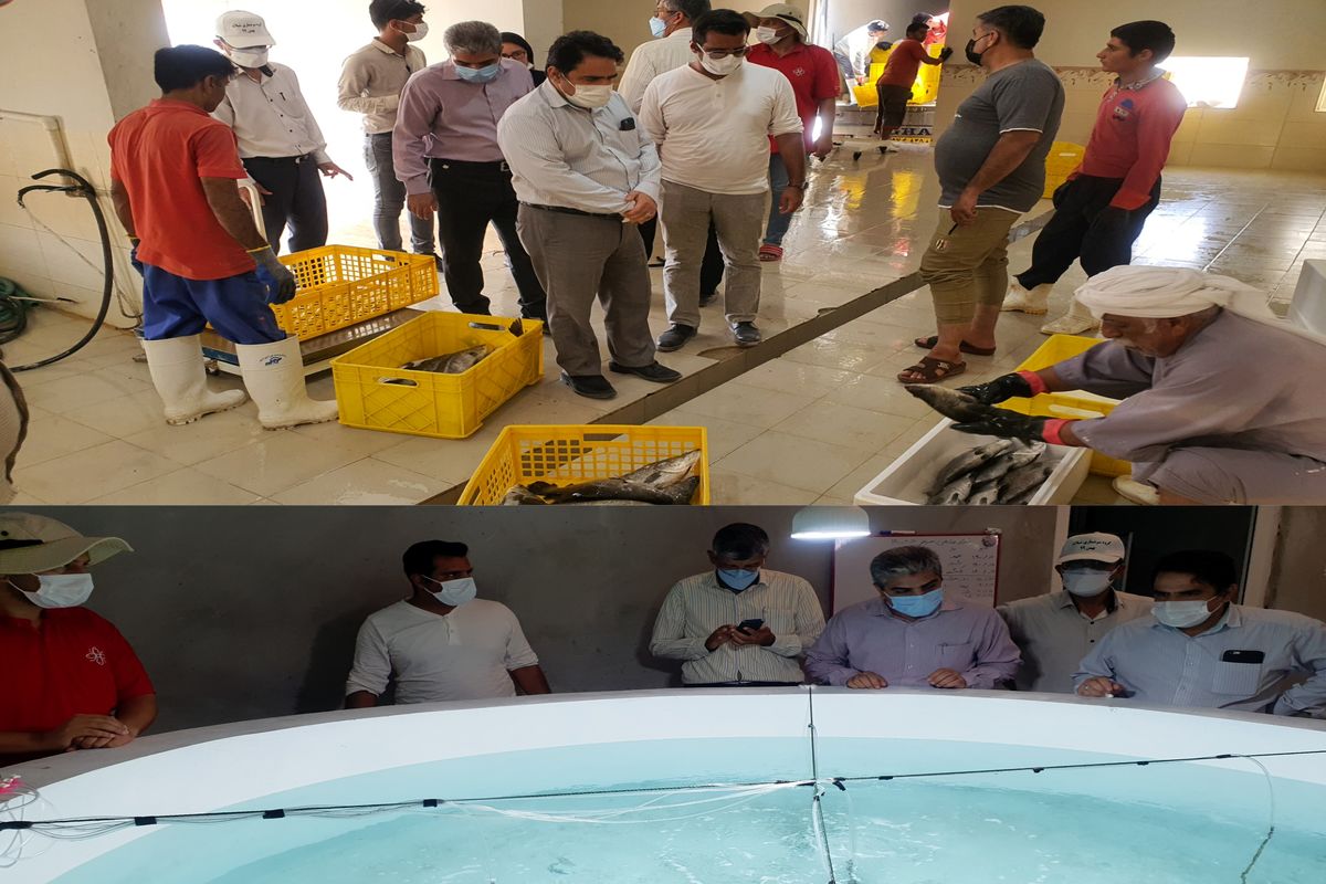 بازدید مدیر کل شیلات هرمزگان از مرکز تکثیر ماهی، بسته بندی و ارسال ماهی شرکت پرورش ماهی در قفس نیکسا