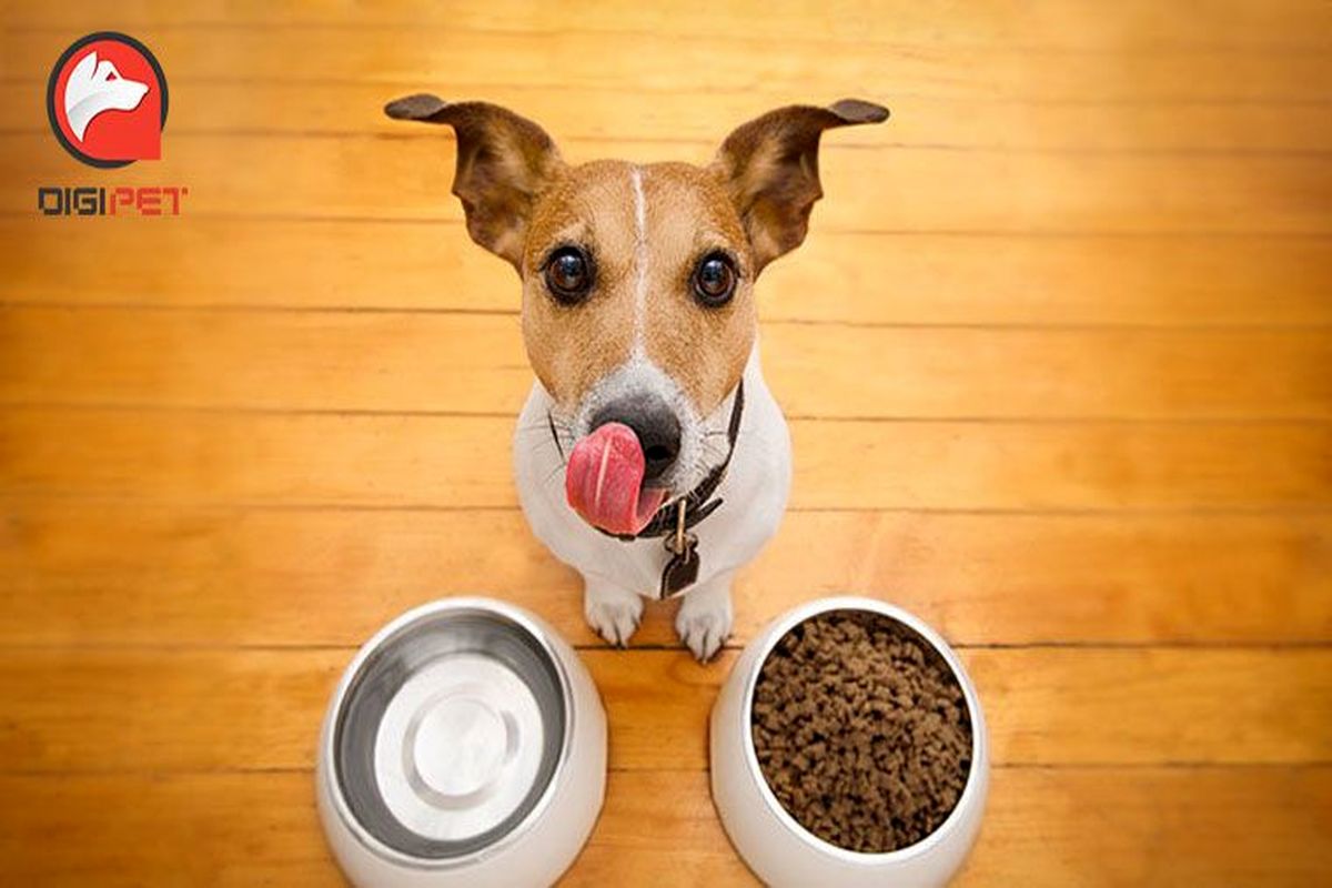 آشنایی با غذای خشک مناسب توله سگ از برند نوتری پت