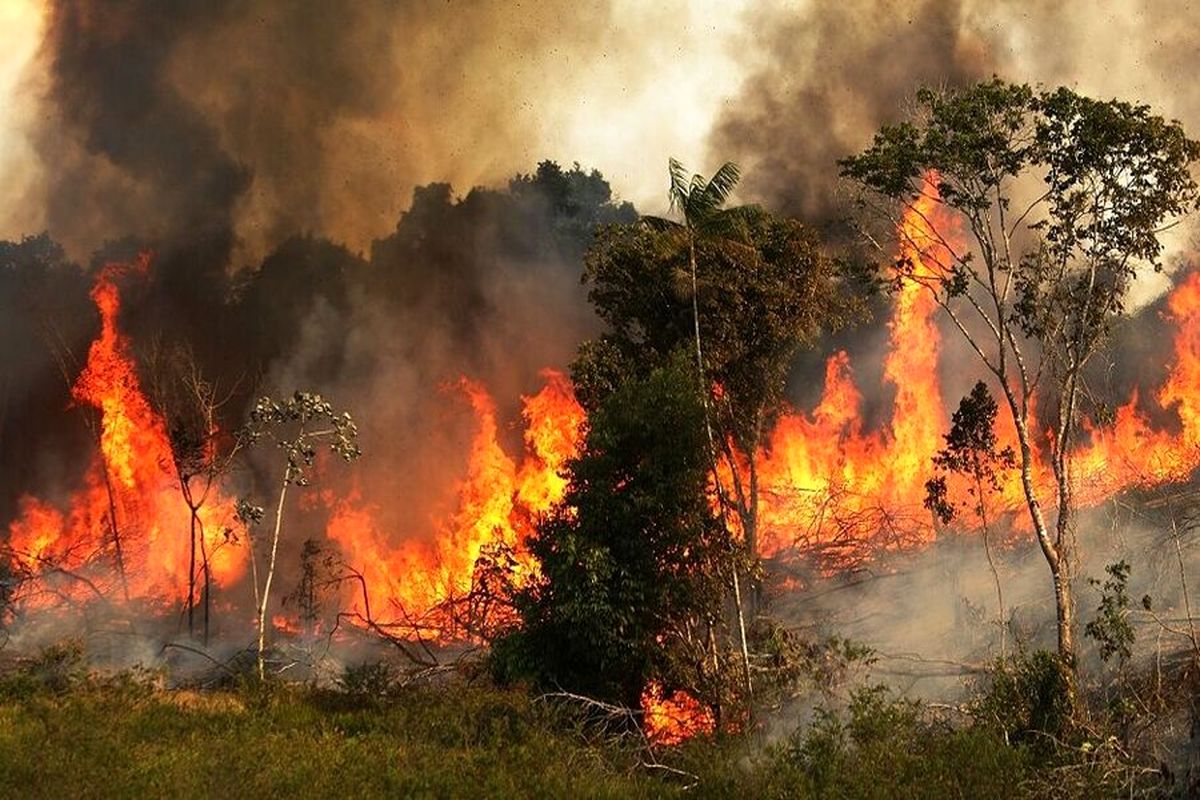 بسیاری از فعالان محیط زیست چگونگی مهار آتش را نمی‌دانند/ مردم دلسرد نسبت به کمک رسانی در مواقع بروز حریق