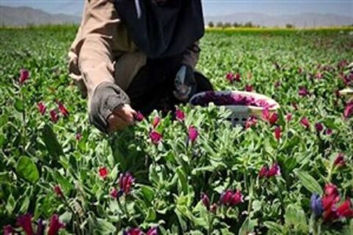 کشت ۶٢ هکتار گیاهان دارویی در شهرستان هیرمند