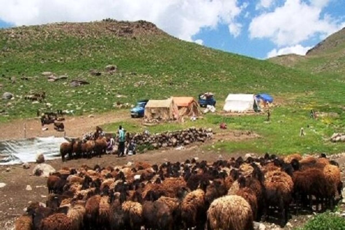 طرح زنجیره تولید گوشت قرمز در استان اجرا می شود/تولید سالانه ۱۰ هزار تن گوشت قرمز توسط عشایر کهگیلویه و بویراحمد