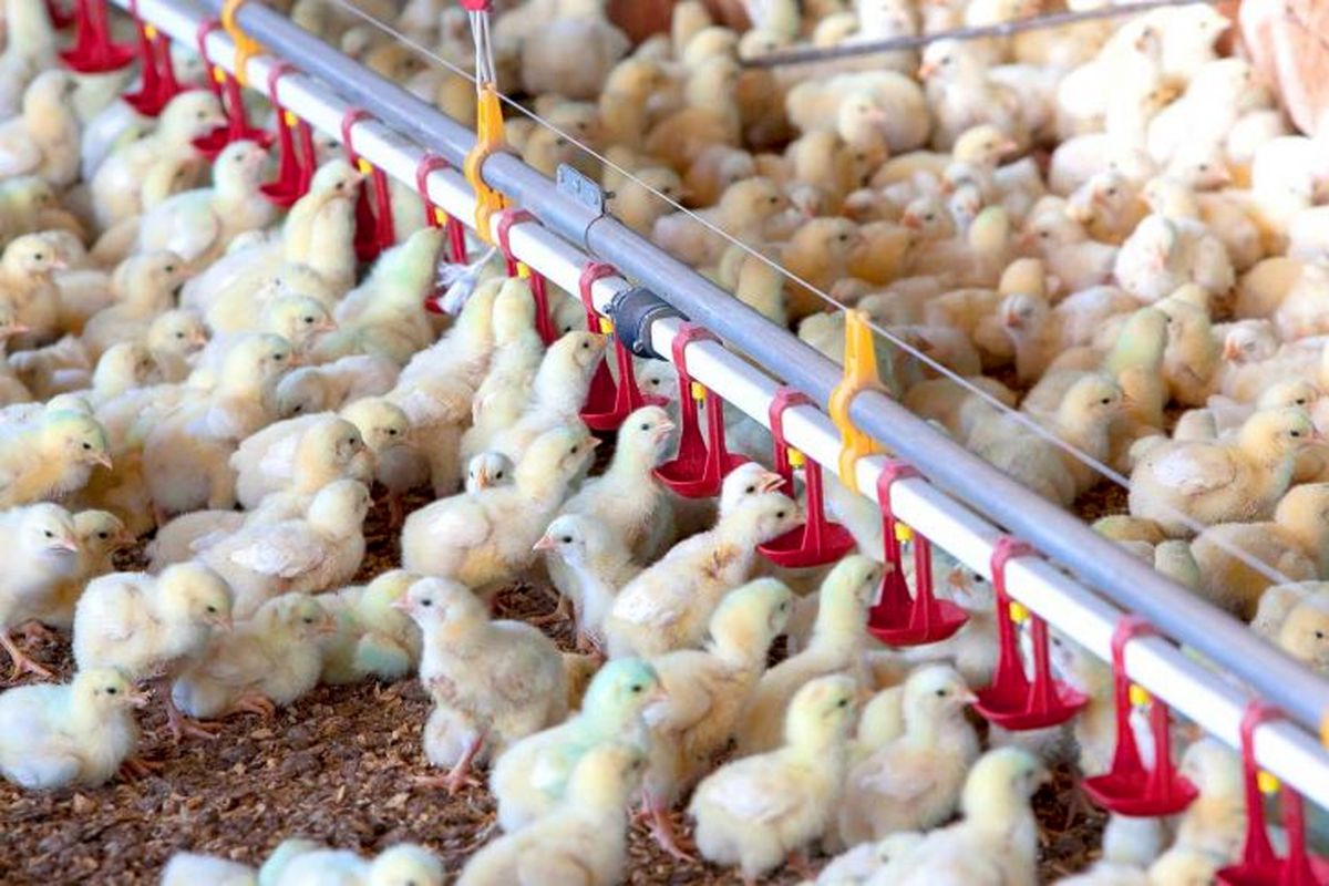 طی سال گذشته ۲۱ میلیون جوجه ریزی به میزان ۳۵ هزار تن تولید گوشت مرغ در استان انجام شد