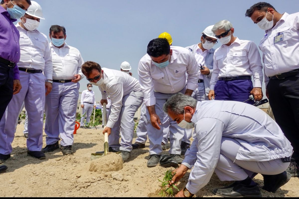 کاشت یکهزار اصله درخت گلپرک در پالایشگاه ستاره خلیج فارس
