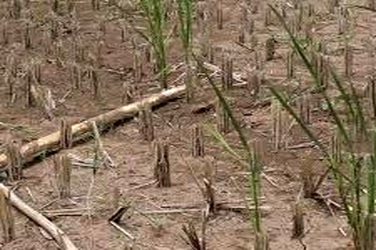 خسارت خشکسالی به مزارع کشاورزی کهگیلویه و بویراحمد