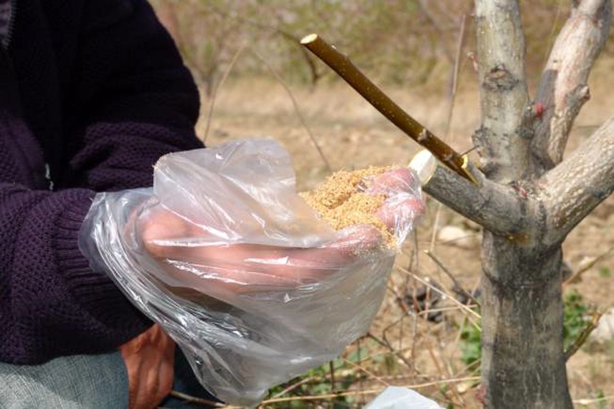 ۳ هزار و ۵۰۰ اصله درخت گردو در نهاوند سرشاخه‌کاری شدند