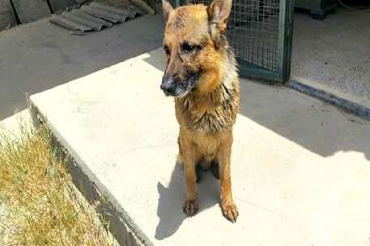 کشف ۲ قلاده سگ سرقت شده هلال احمر در سنندج