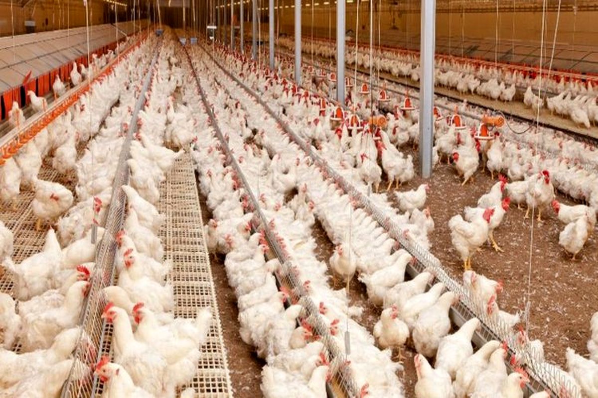 ثبت اولین مورد سرایت نوع جدید آنفلوانزای مرغی به انسان