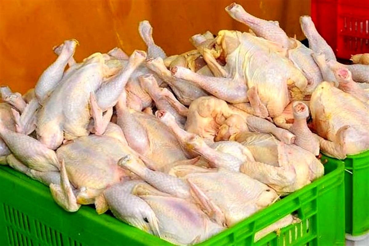 نیاز مرغ در آذربایجان‌غربی ۲۳۰  تن در روز است