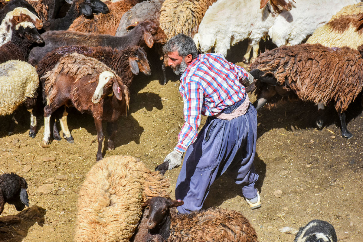 آغاز خرید حمایتی دام از عشایر خراسان رضوی