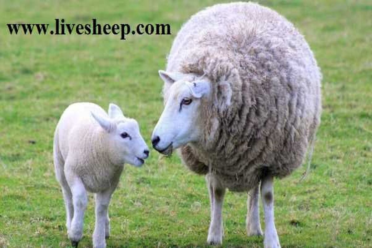 خرید گوسفند زنده به صورت آنلاین