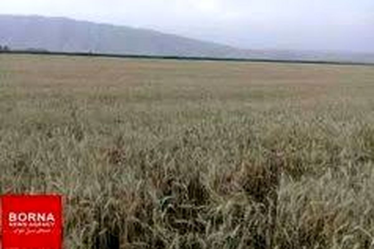 خرید گندم  از کشاورزان  لرستانی  از مرز ۳ هزار تن  گذشت
