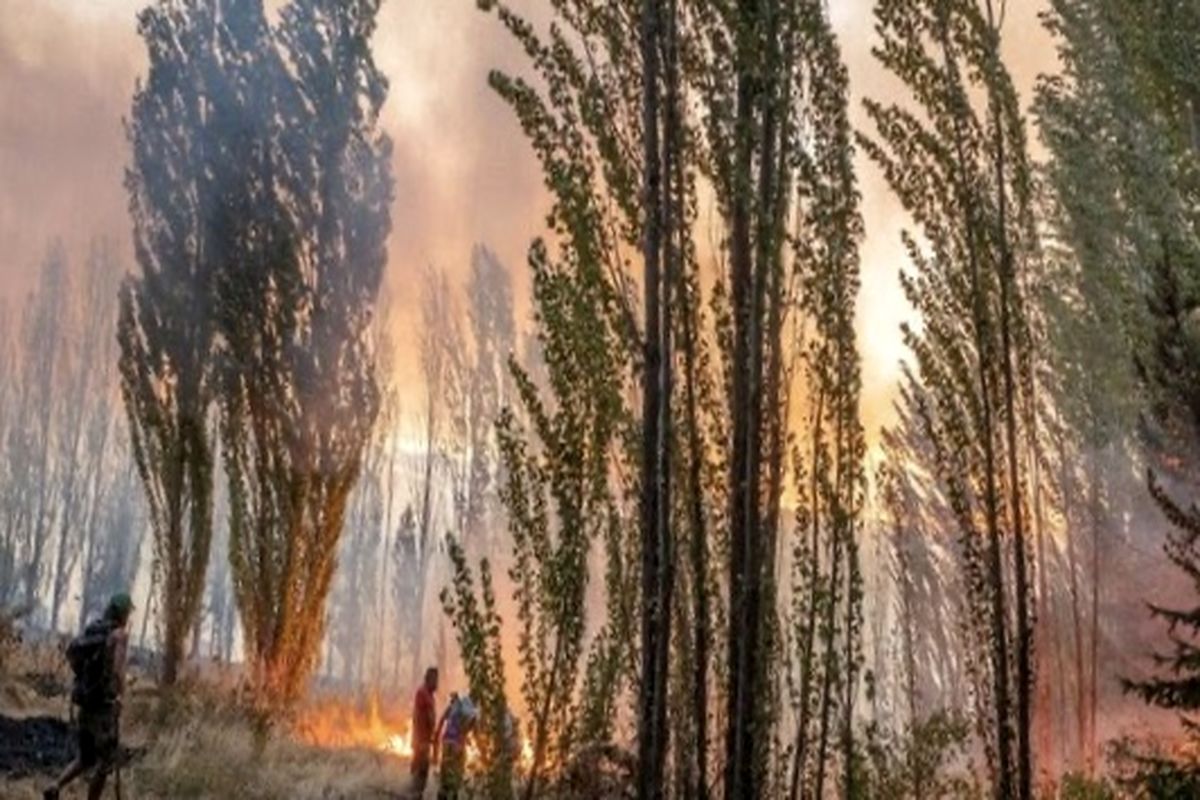 آتش سوزی جنگل های سردشت مهار شد