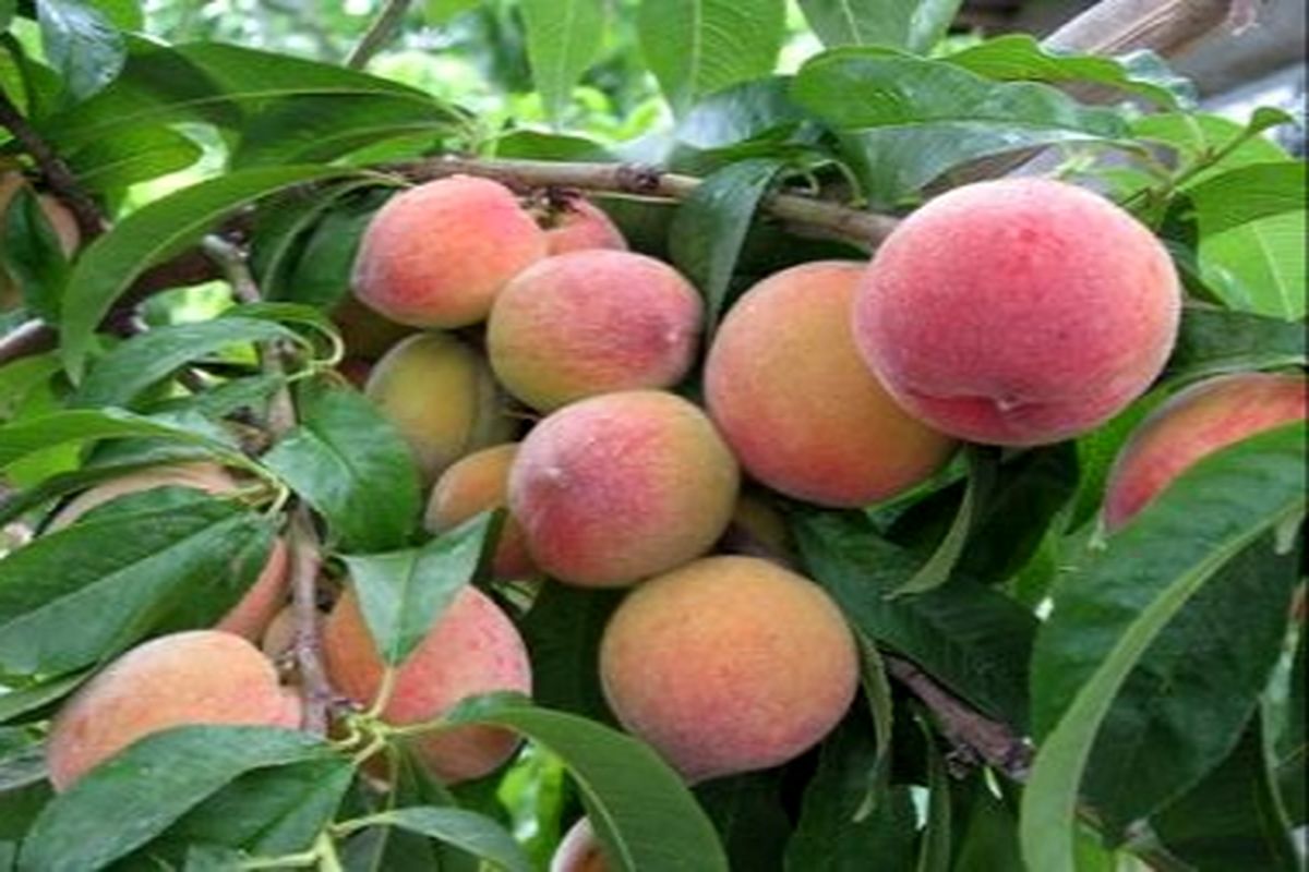 تولید ۲۰هزار تن میوه هسته دار در کهگیلویه و بویراحمد