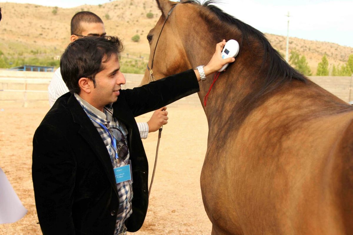 ۱۶۰ رأس اسب در استان همدان تعیین هویت و میکروچیپ گذاری ورزشی شدند