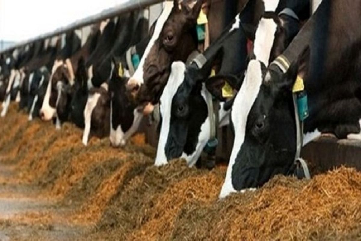 توزیع بیش از ۳۳ هزار تن نهاده دامی در کهگیلویه و بویراحمد