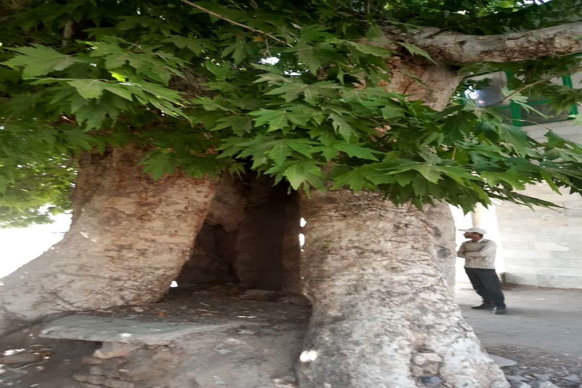 چهار اصله درخت کهنسال در فهرست میراث ملی به ثبت رسید