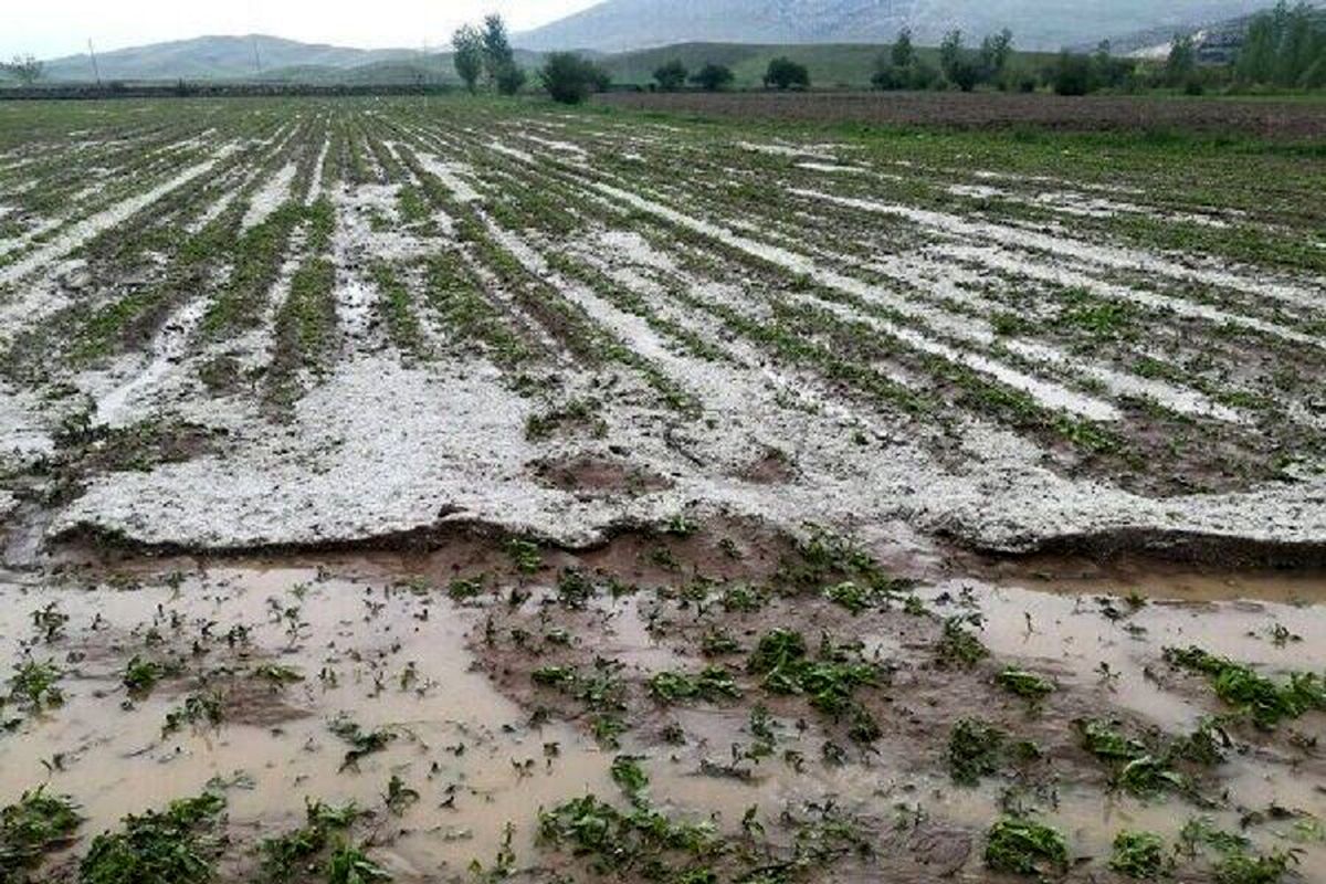 سیل و تگرگ به ۶۰۰ هکتار مزارع کشاورزی ارومیه خسارت زد