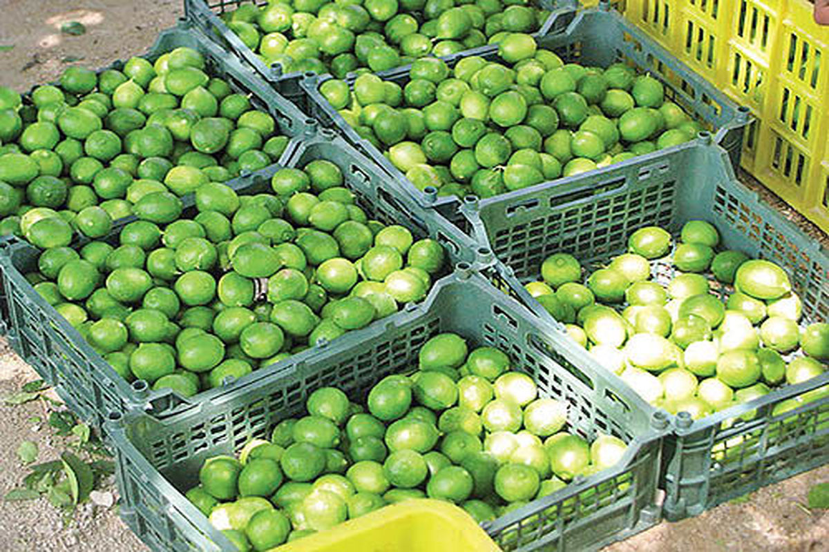 برداشت ۴۰۰۰ تن لیمو ترش در سیستان و بلوچستان