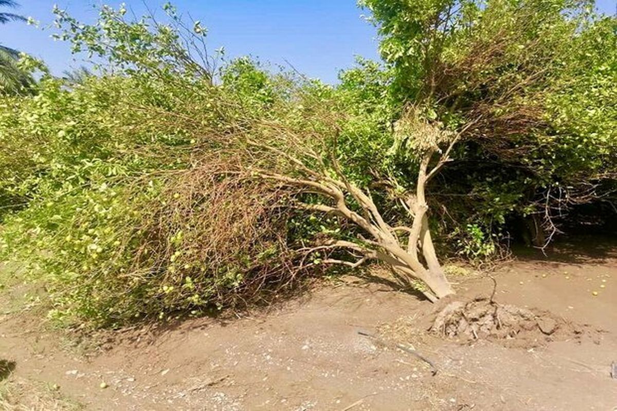 بارندگی‌های اخیر ۱۵۰ میلیارد ریال به بخش کشاورزی مهرستان خسارت زد