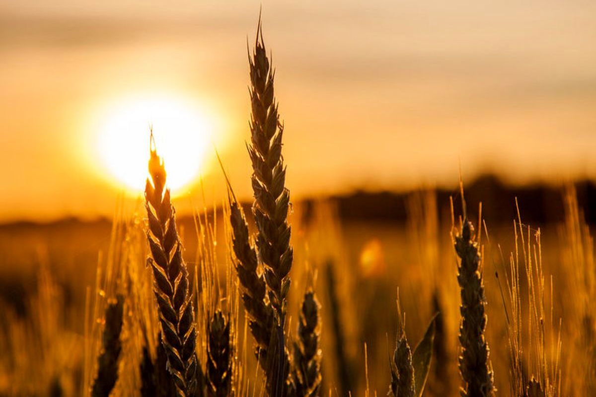 یک هزار و ۸۵ تن گندم از کشاورزان استان همدان خریداری شده است
