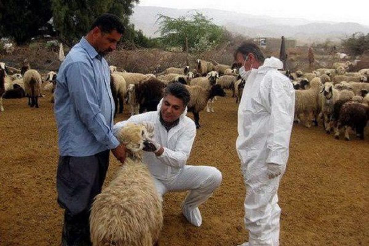 هشدار سازمان دامپزشکی نسبت به خطر بیماری تب کنگو با افزایش گرما