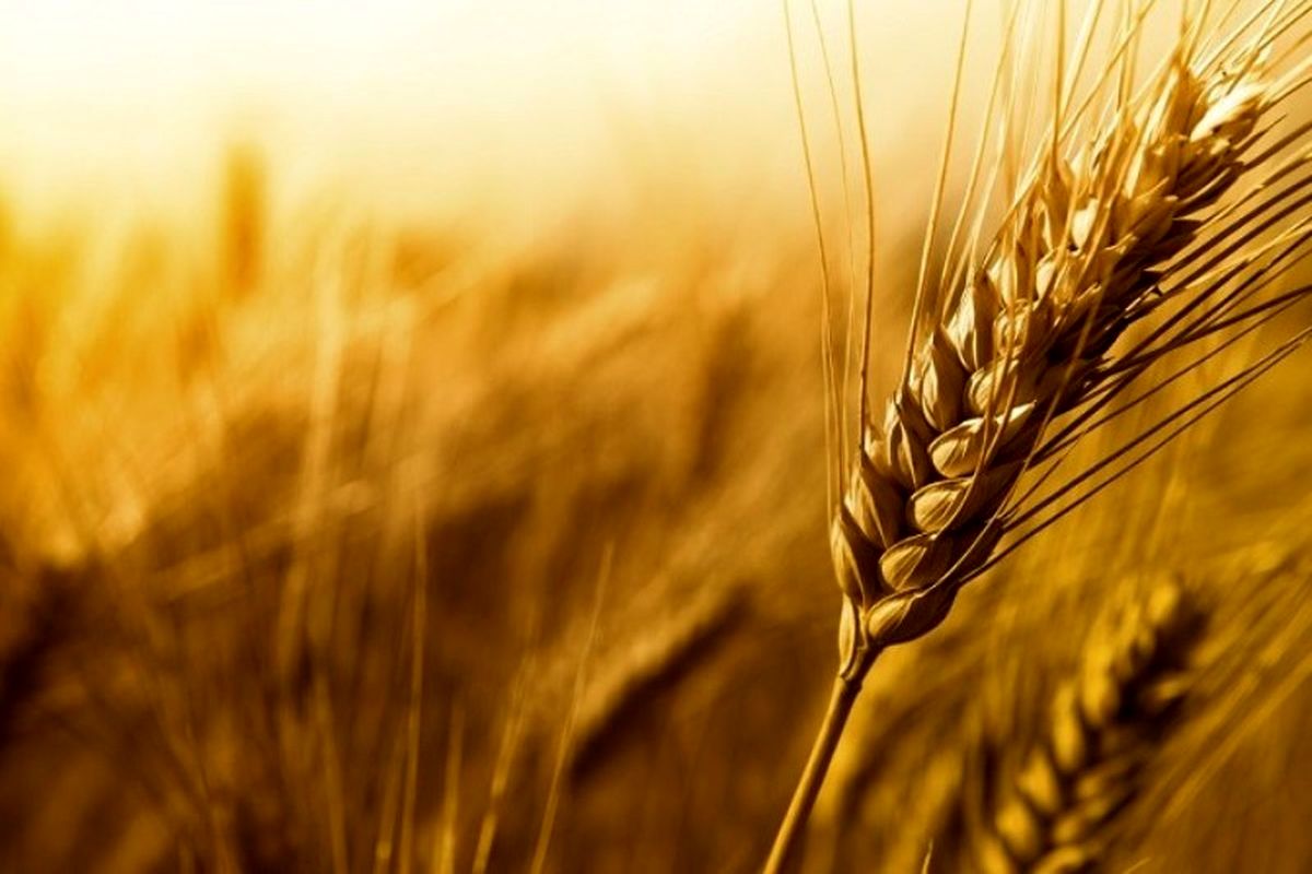 پیش بینی تولید ۶۲ هزار تن گندم و جو در شهرستان ارومیه