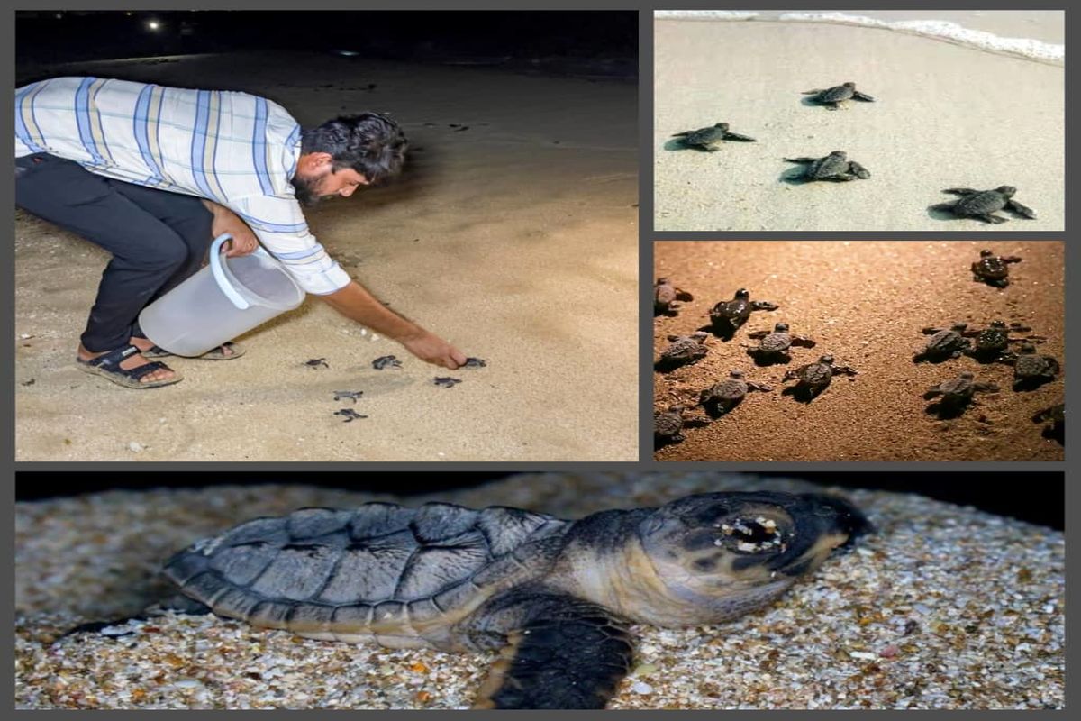 رهاسازی ۲۰۰۰ قطعه نوزاد لاکپشت پوزه عقابی از سواحل جزیره قشم به آب های خلیج فارس
