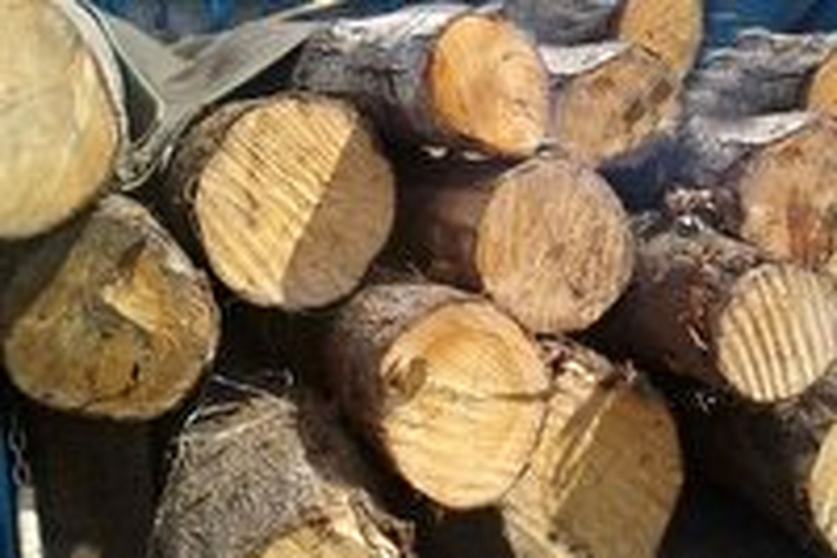 کشف بیش از ۴ تن چوب قاچاق در زاهدان