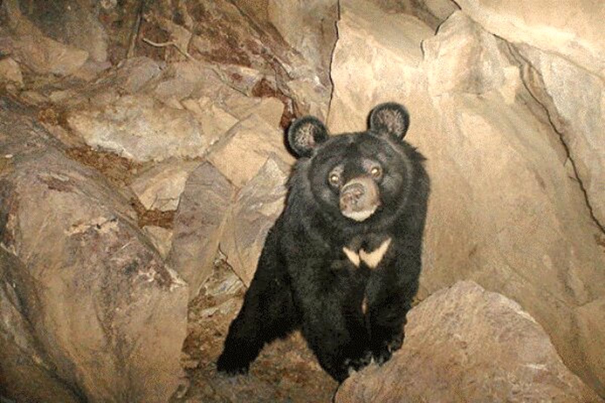 مشاهده رد پای خرس سیاه آسیایی در جنوب سیستان و بلوچستان