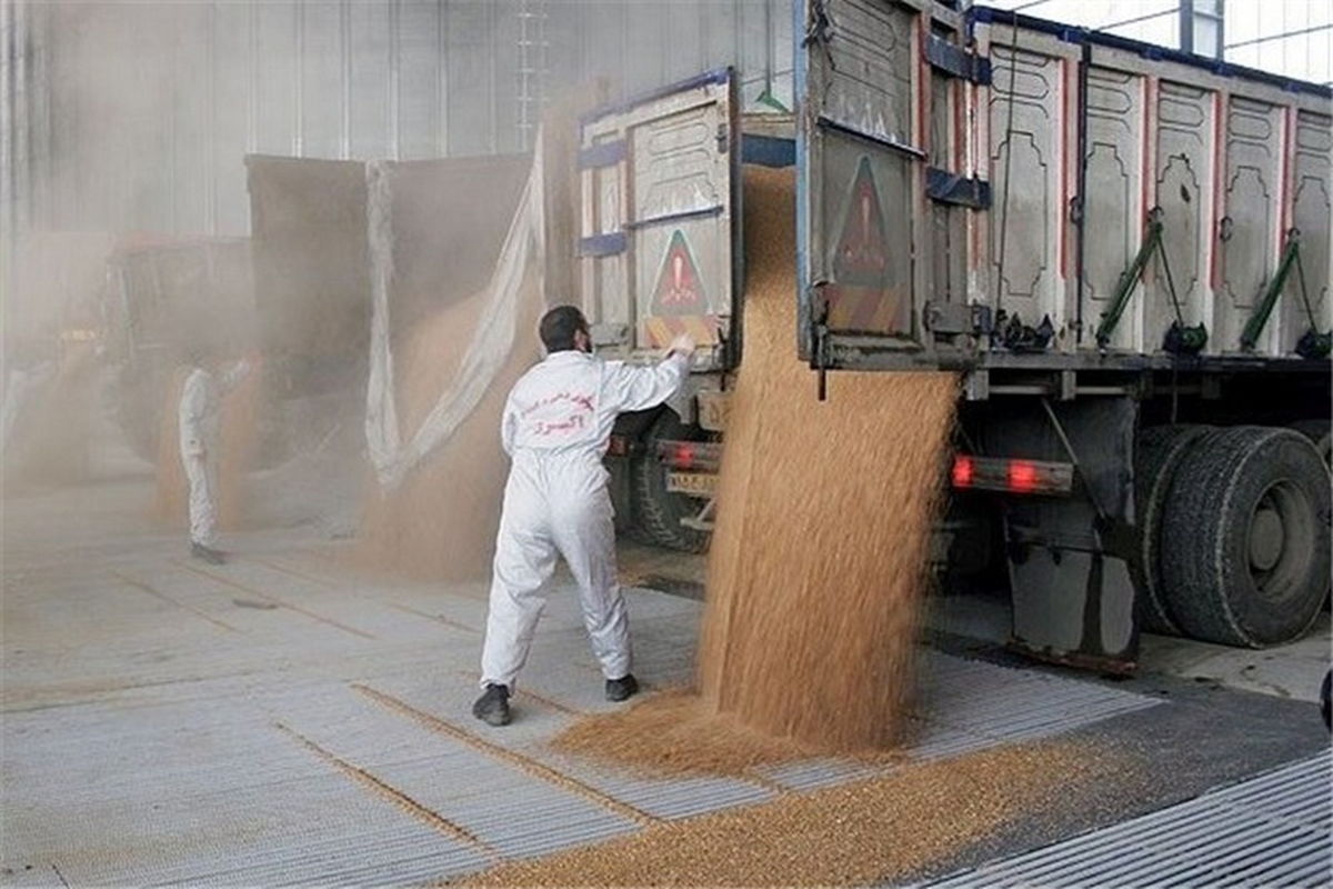 ۶۵ هزارتن گندم مازاد بر نیاز کشاورزان استان توسط اداره کل غله استان خریداری گردیده است