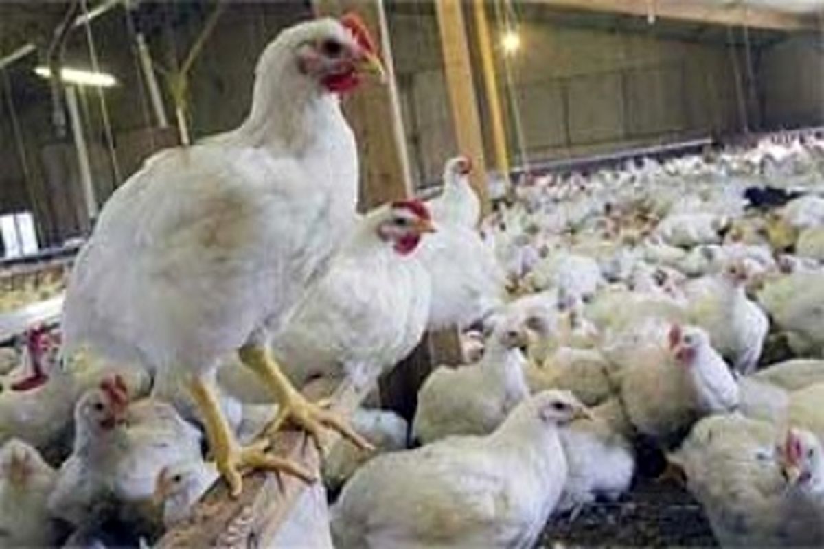 رشد ۲۱.۷ درصدی نرخ تورم تولیدکننده واحدهای مرغداری